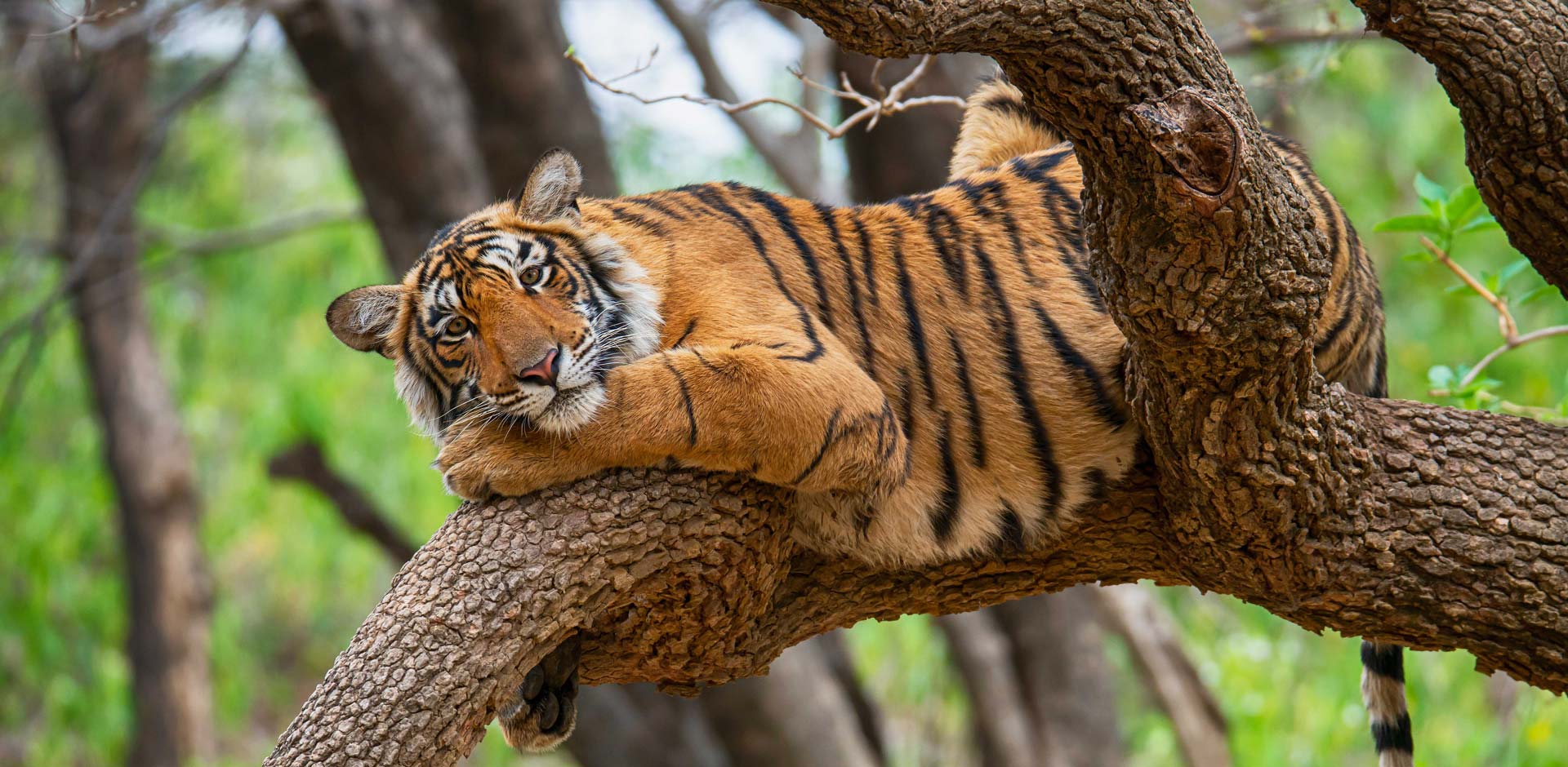 Ranthambhore