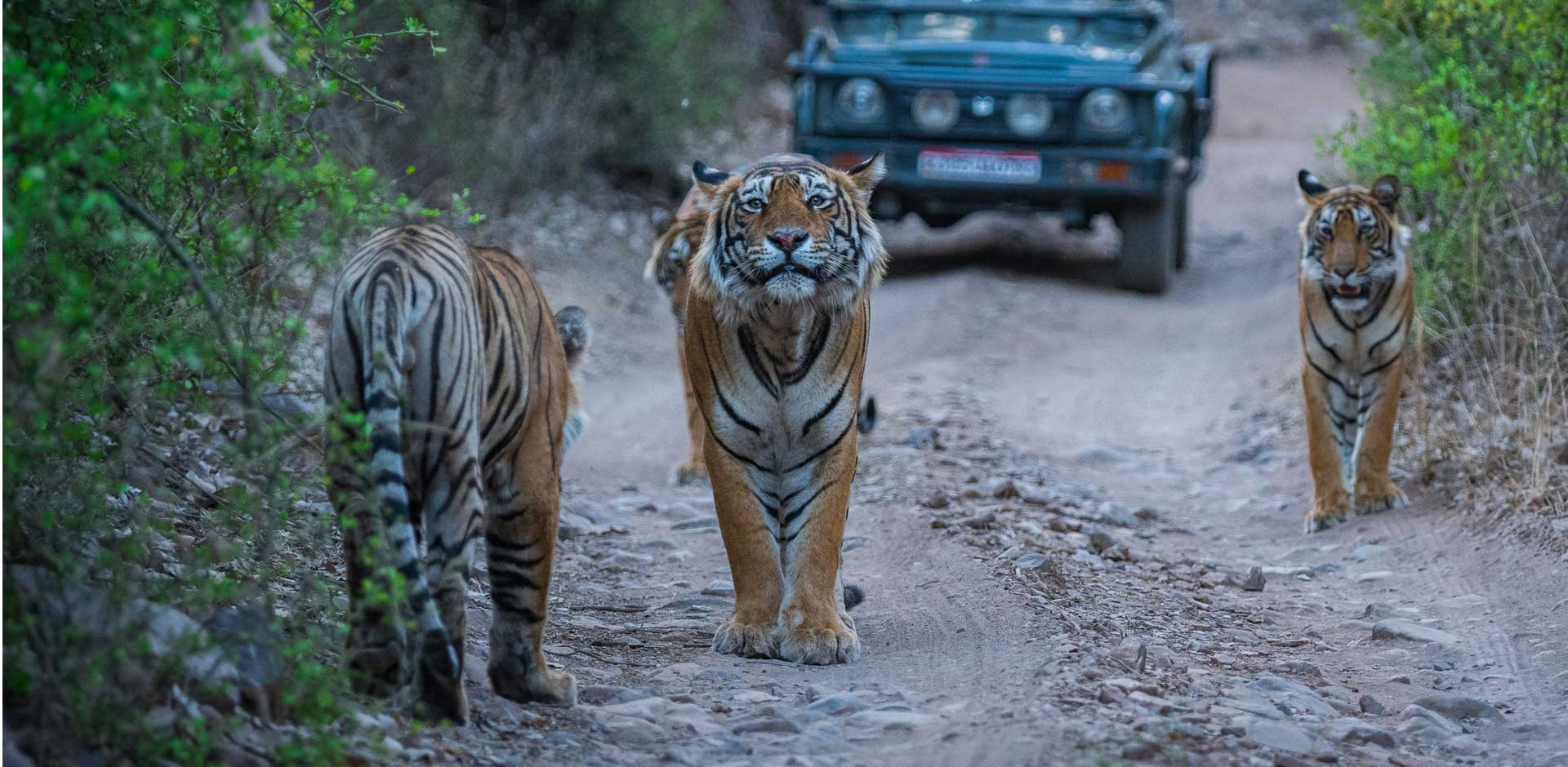 Ranthambhore