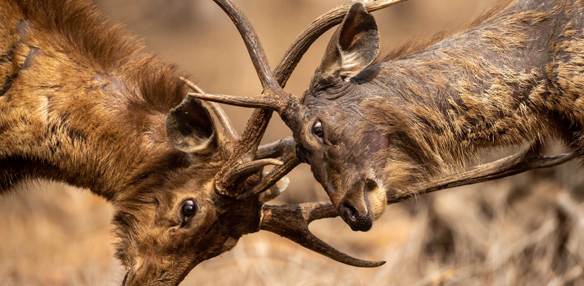 Ranthambhore