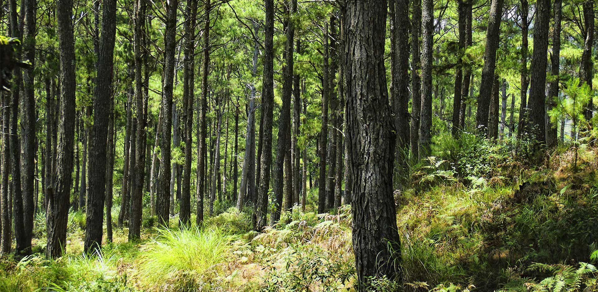 Sagada