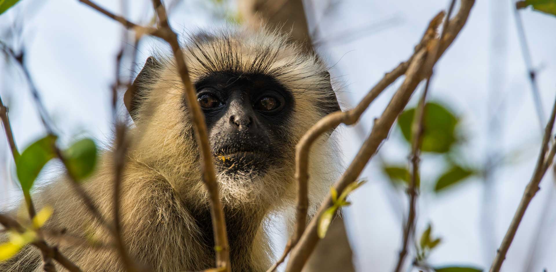 Satpura National Park