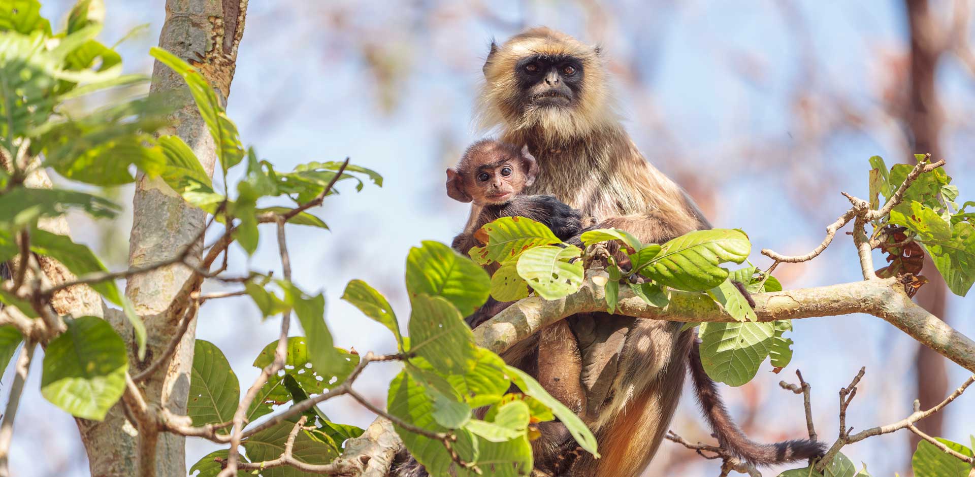 Satpura National Park