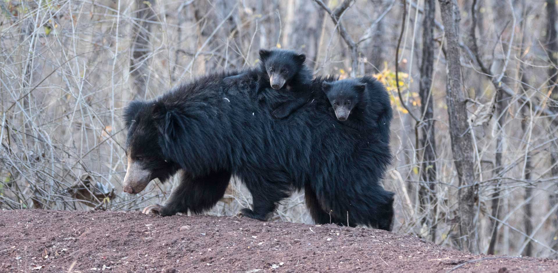 Satpura National Park