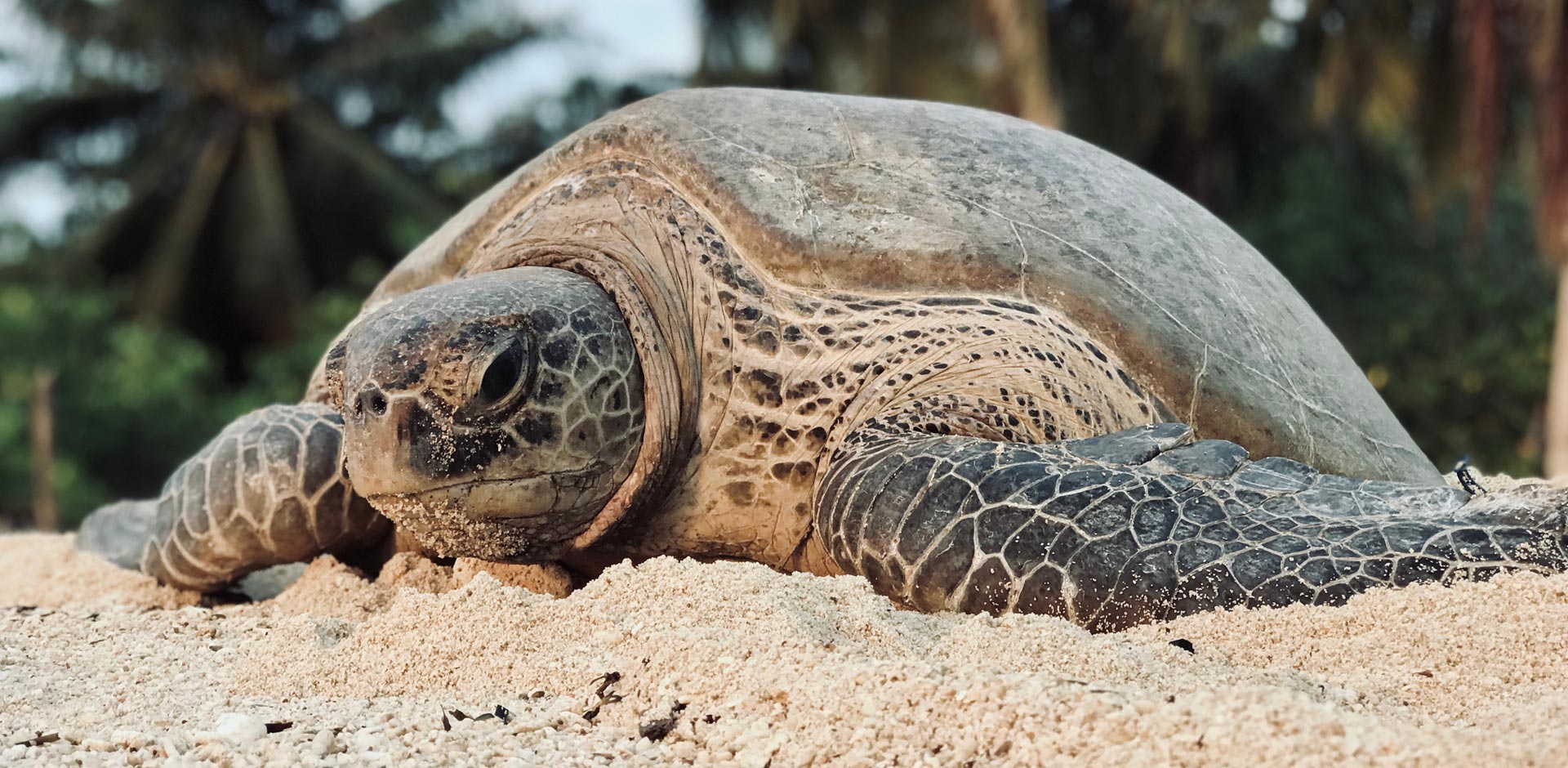 Selingan Turtle Island