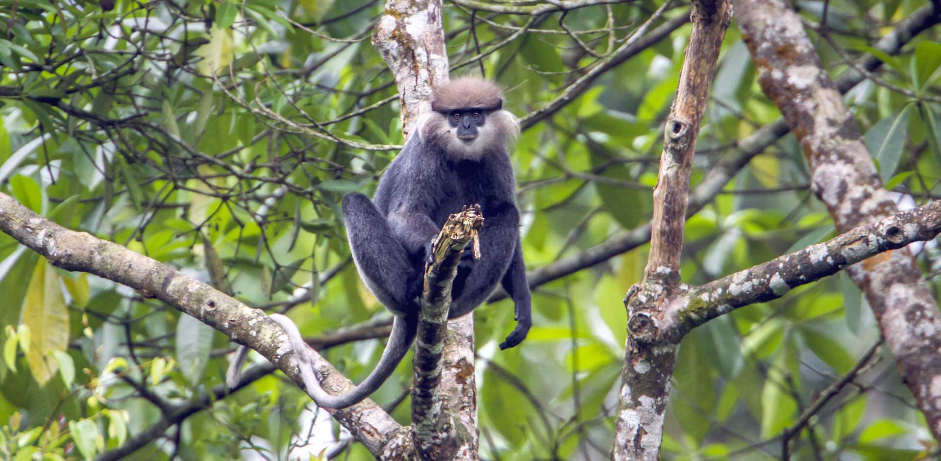 Sinharaja Forest Reserve