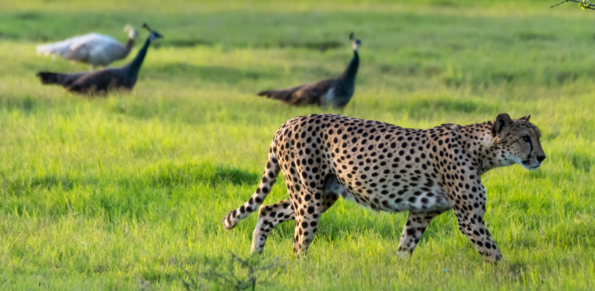 Sir Bani Yas Island