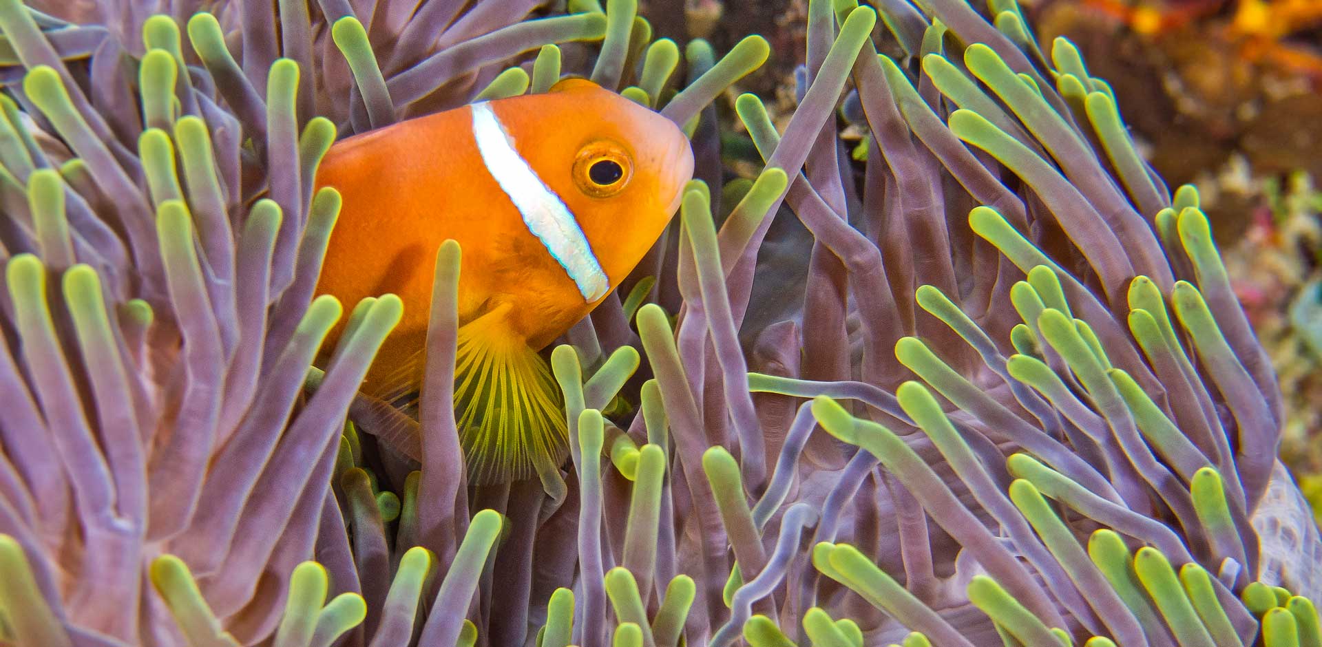 South Male Atoll