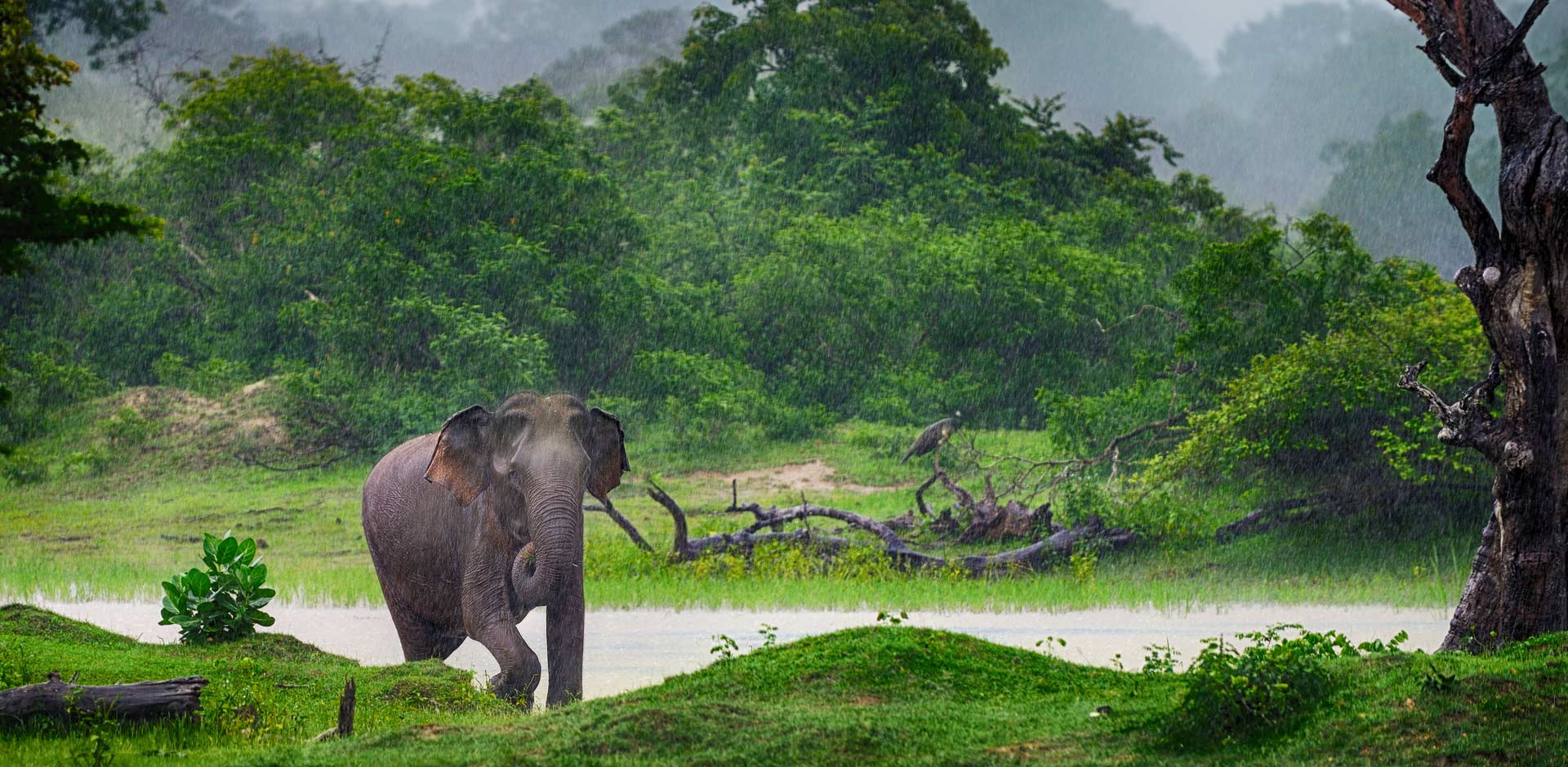 Udawalawe National Park