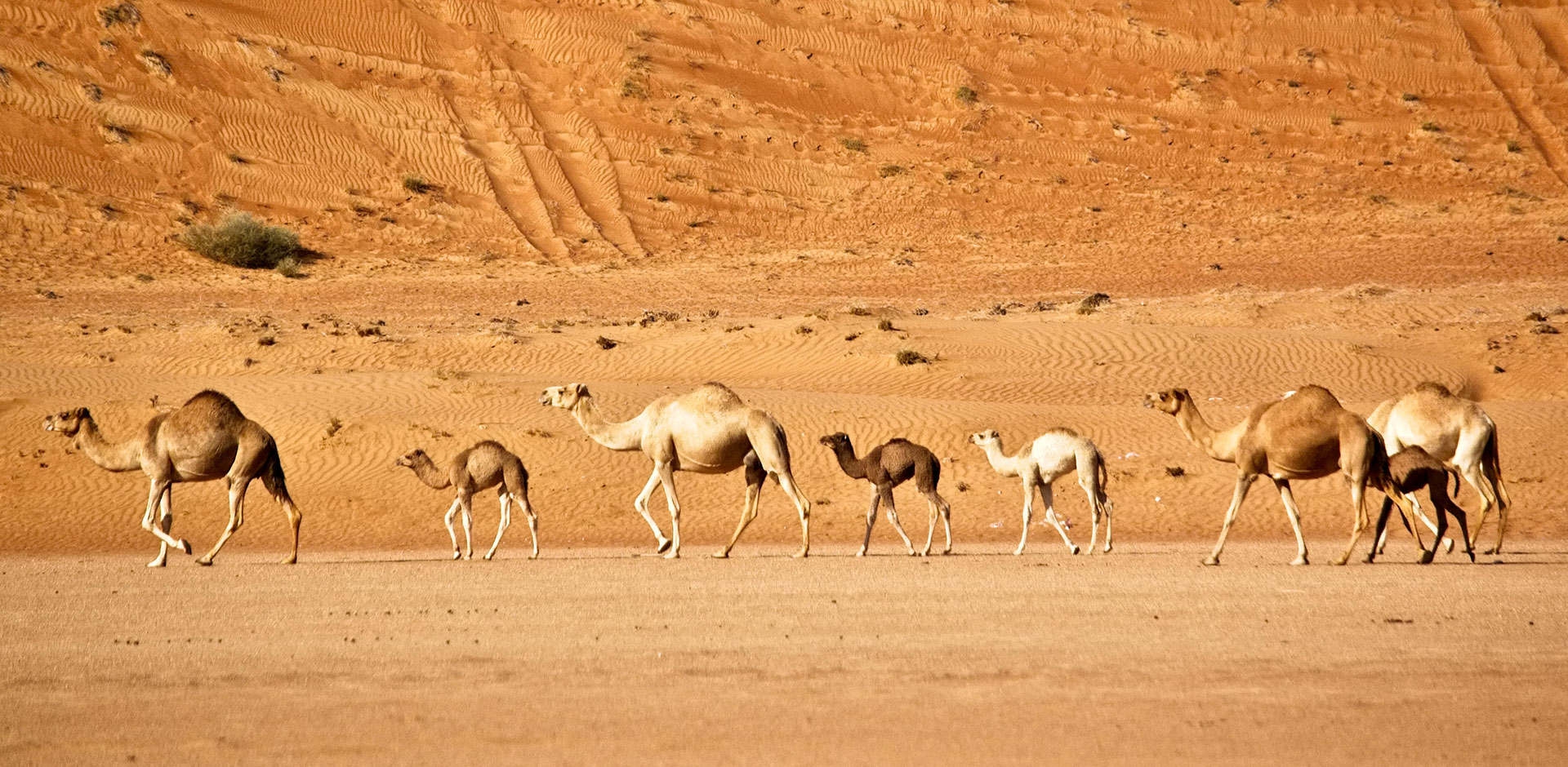 Wahiba Sands