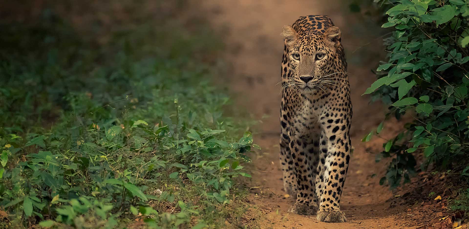 Wilpattu National Park