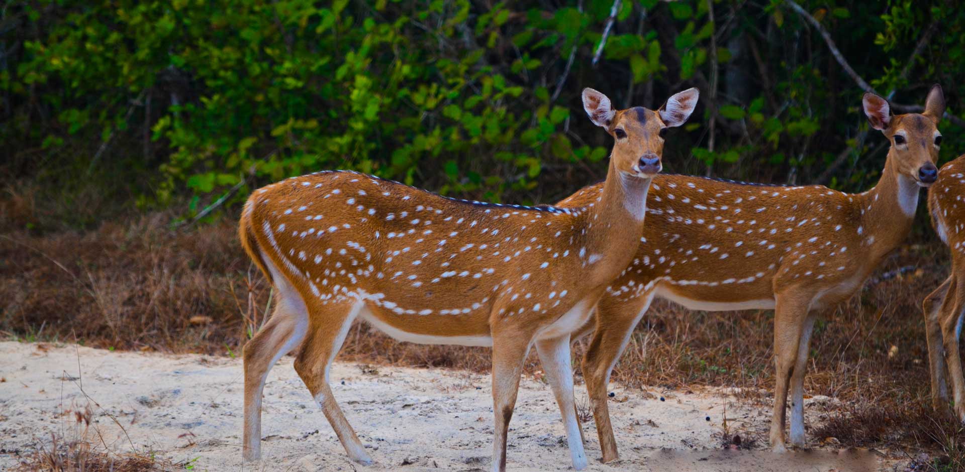 Wilpattu National Park