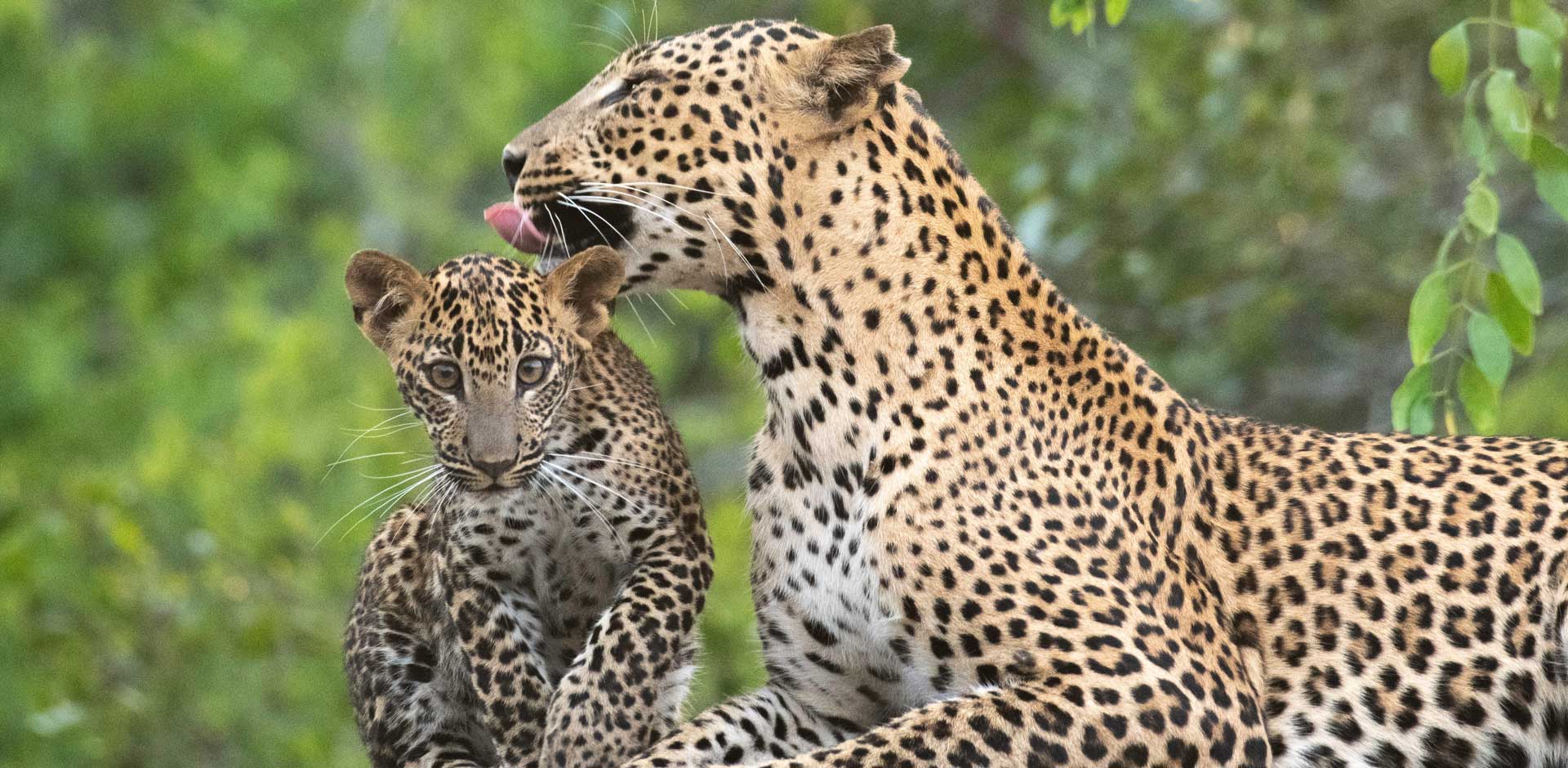 Yala National Park